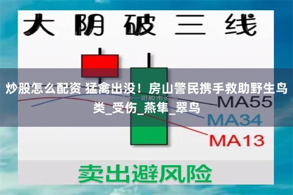 炒股怎么配资 猛禽出没！房山警民携手救助野生鸟类_受伤_燕隼