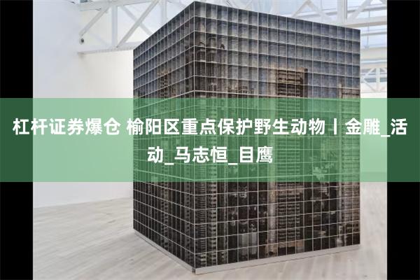 杠杆证券爆仓 榆阳区重点保护野生动物丨金雕_活动_马志恒_目